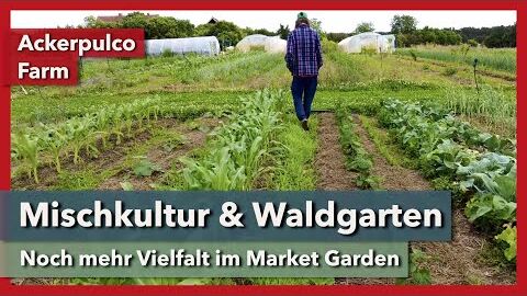 Mischkultur, Waldgarten und syntropische Baumstreifen | Ackerpulco Farm | Rundgang 4 | 2023