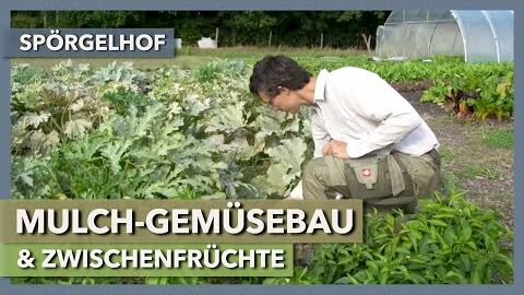 Mulch-Gemüsebau und Zwischenfrüchte – die ideale Kombination? | Spörgelhof | Rundgang 2