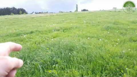 Nach Hühner wird es grüner | Holistisches Managemente | Scheuerhof |  Relavisio auf dem Feld (2019)