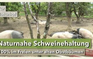 Naturnahe Schweinehaltung – Freilandschweine unter Obstbäumen | Pur Naturhof | Interview 1 | 2021