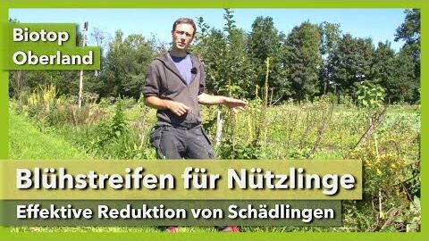 Nützlingsförderung mit Blühstreifen – keine Schädlinge mehr | Biotop Oberland | Rundgang 8 | 2021-22