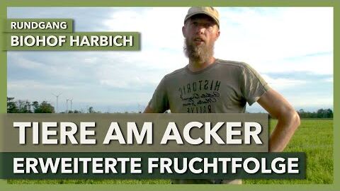 Rinder und Schweine als Teil der Fruchtfolge | Biohof Harbich | Rundgang 1