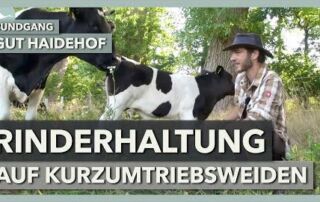 Rinderhaltung im ganzheitlichen Weidemanagement | Gut Haidehof | Rundgang 6