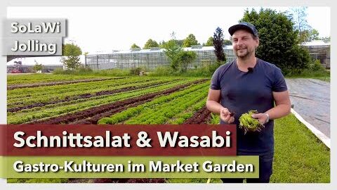 Schnittsalat-Mix & Wasabi im Market Garden | SoLaWi Jolling | Rundgang 10 | Update 2022