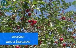 Streuobst | Hat es eine Chancen zu überleben? | Rundgang | Freybauern