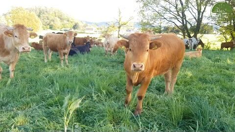 Veränderte Besatzdichte im Holistischen Management | Scheuerhof | ReLaVisio auf dem Feld (2019)