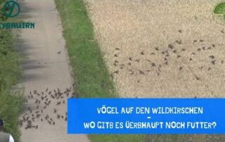 Vögel und Wildkirschen | Futtermangel überall | Freybauern