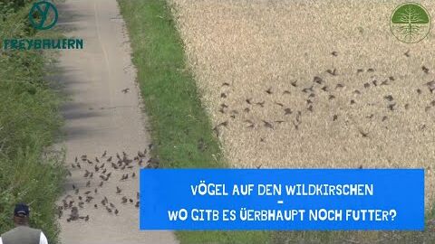 Vögel und Wildkirschen | Futtermangel überall | Freybauern