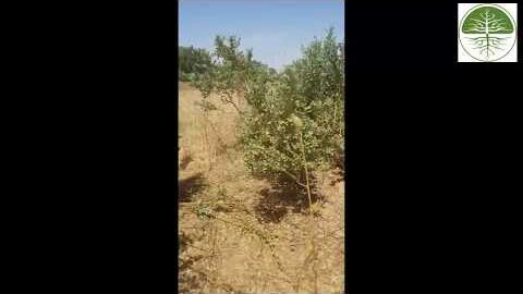 Vom Busch wieder zum Baum | Farmer Managed Natural Regeneration | Beratungsprojekt Senegal (2018)