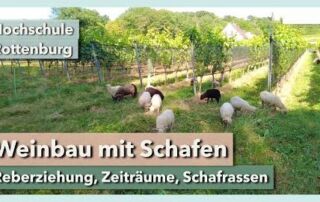 Weinbau mit Schafen – Reberziehung, Zeiträume, Rassen | Hochschule Rottenburg | Rundgang 2 | 2022
