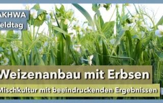 Weizenanbau in Mischkultur mit Erbsen – Top Ergebnisse | Odette Weedon | AKHWA Feldtag | 2023