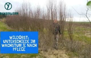 Wie reagiert Wildobst auf Pflege? | Unterschiede im Wachstum gepflegt und ungepflegt | Freybauern