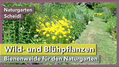 Wild- und Blühpflanzen für den naturnahen Garten | Naturgarten Scheidl | Rundgang 3 | 2021