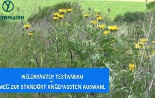 Wildkräuter Testanbau | Versuchsflächen für angepassten Wildkräuteranbau | Rundgang | Freybauern