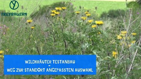 Wildkräuter Testanbau | Versuchsflächen für angepassten Wildkräuteranbau | Rundgang | Freybauern