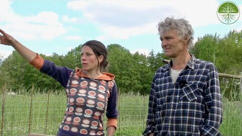 Wurzelunkräuter im Market Garden | Silofolien zur Beetvorbereitung | Solawi Hofgarten Lemgrabe