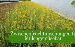 Zwischenfruchtmischungen für Mulchgemüsebau und Pflanzengesundheit | Biogemüsehof Dickendorf (2019)