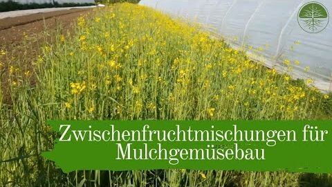 Zwischenfruchtmischungen für Mulchgemüsebau und Pflanzengesundheit | Biogemüsehof Dickendorf (2019)