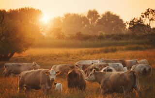 Mob Grazing Weidehaltung