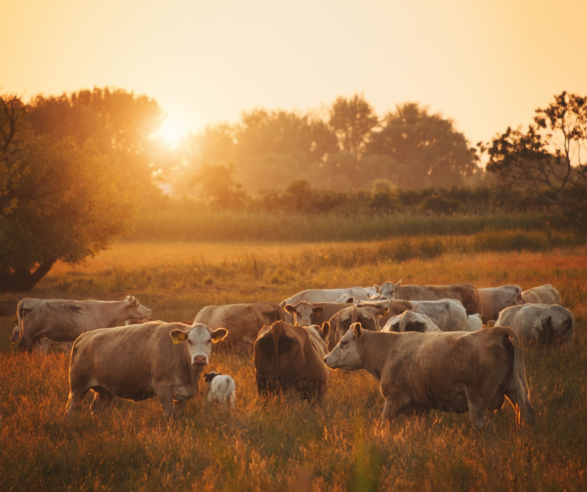 Mob Grazing Weidehaltung Bild: Mob Grazing erklärt: Besser wirtschaften mit angepasster Weidehaltung