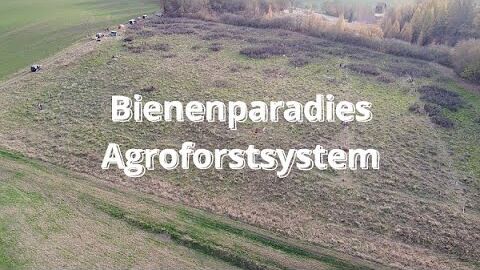 Agroforstsystem “Bienenparadies” – Symbiose aus Naturschutz und Landwirtschaft