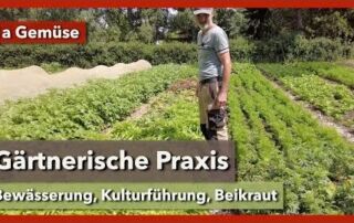 Bewässerung, Kulturführung, Unkrautregulierung in den Wegen | 1a Gemüse | Rundgang 3 | 2023