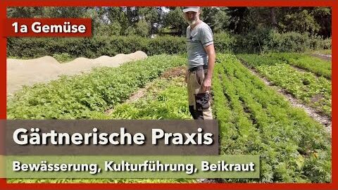 Bewässerung, Kulturführung, Unkrautregulierung in den Wegen | 1a Gemüse | Rundgang 3 | 2023