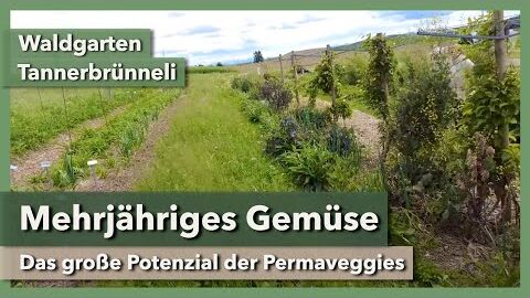 Mehrjähriges Gemüse im Waldgarten – Geniales Projekt | Waldgarten Tannerbrünneli | Rundgang 1 | 2023