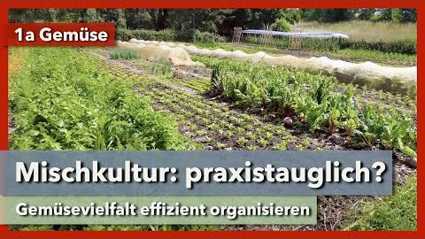 Mischkultur in der Marktgärtnerei – praxistauglich? | 1a Gemüse | Rundgang 2 | 2023