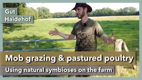 Mob grazing & pastured poultry in regenerative farming | Gut Haidehof | Part 4 | 2023