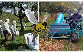 Naturschutzfachliche Bewirtschaftung einer Streuobstwiese: Vereinbar mit einer maschinellen Ernte?