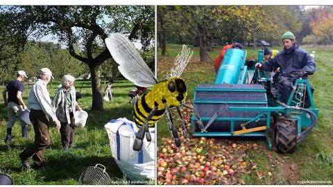 Naturschutzfachliche Bewirtschaftung einer Streuobstwiese: Vereinbar mit einer maschinellen Ernte?