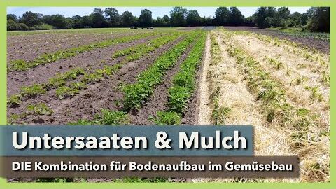 Untersaaten & Mulch im Gemüsebau – Perfekter Bodenaufbau | Wurzelhof | Projekt Mulchanbau | Teil 3